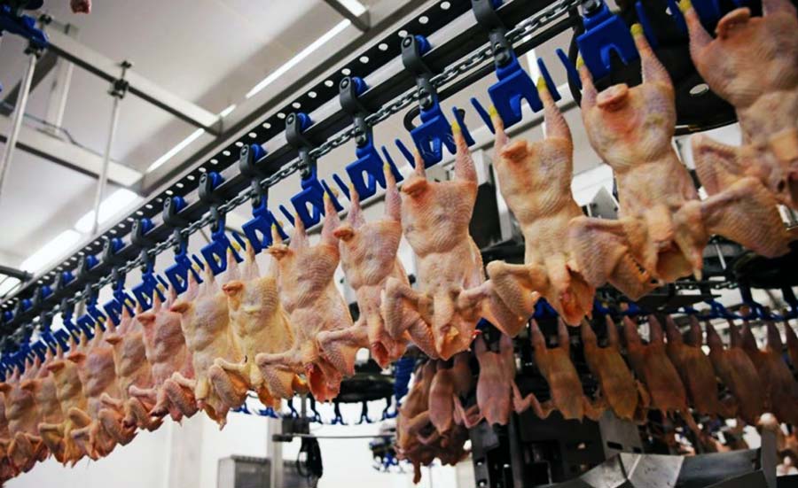 مراحل کشتار مرغ در کشتارگاه صنعتی